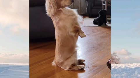 Miniature Dachshund Long Hair Standing