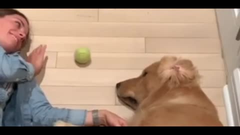 Dog Treaning Video