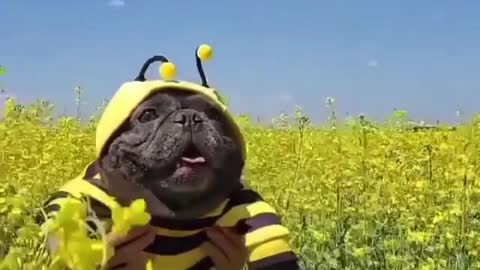 i am a bee