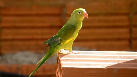 beautiful parrot bird
