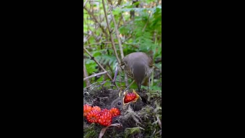 Spectacular footage of mother bird feeding her babies