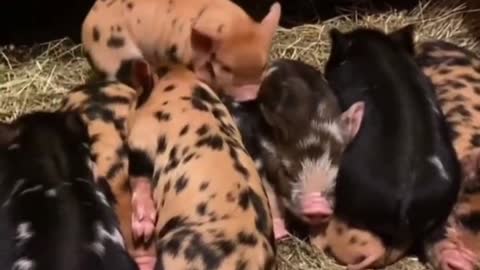 A bunch of cute little pigs