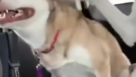 Dog Can't Stop to Sneeze (other dog help him) #short