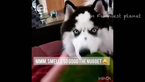 Funny animals