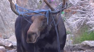 Rope Has Moose in a Tangle