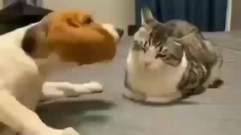 Dog play with cats