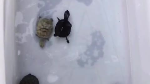 turtle following little fish
