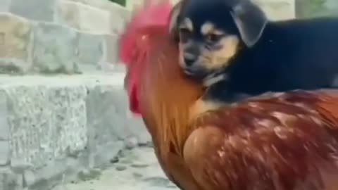 funny puppy video with hen