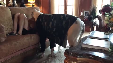 Funny Great Danes Argue Over the Sofa