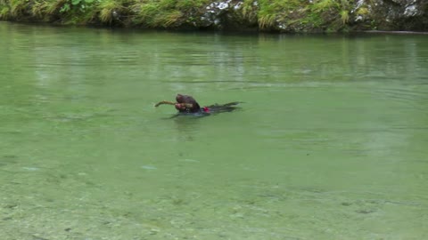 Labrador dog looking for tree branch