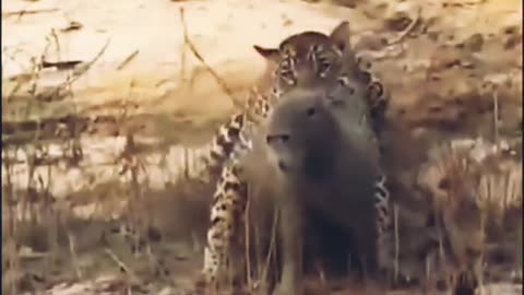 Animals attack new video