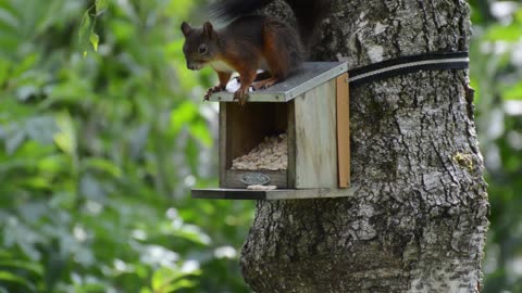 A Cute Squirrel Rodent...!!!