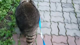 Raccoon is going home