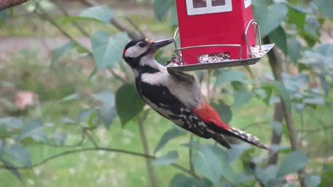 Déjeuner d'oiseau