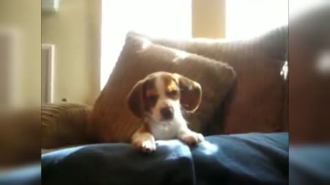 Dog Howls on command - Funny Video | You've got to see this