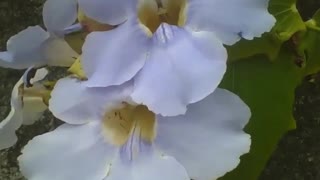 Beautiful lilac and yellow orchids on a wall, pretty flowers [Nature & Animals]