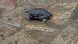 Turtle Funny