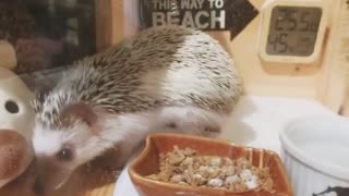 hedgehog moving in his small house