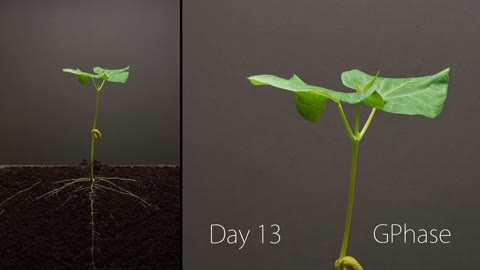 Bean Time-Lapse - 25 days _ Soil cross section