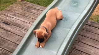 Sarge the Boxer Puppy Enjoying a Slide all on His Own