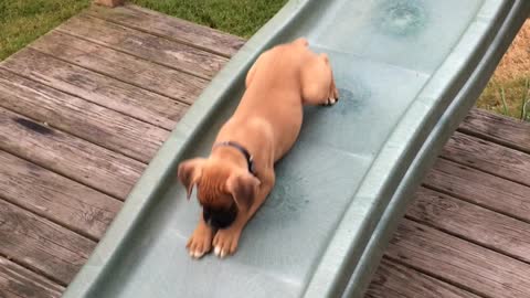 Sarge the Boxer Puppy Enjoying a Slide all on His Own