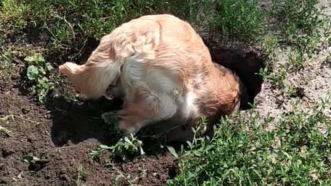 Golden Retriever dug a hole