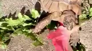Cute pet tortoise eats flower very quickly