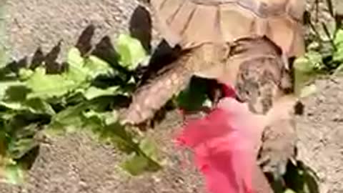 Cute pet tortoise eats flower very quickly