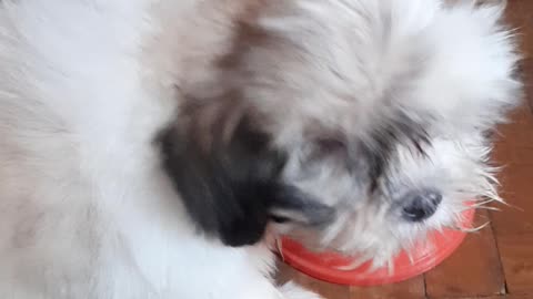 Shihtzu cola