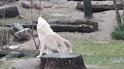 White Wolf 🐺 is screaming at the Zoo Berlin 🐺