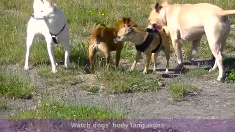 WHAT DOES A GOOD DOG MEETING LOOKS LIKE