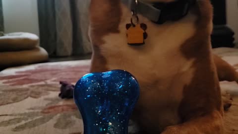 The Crying of the Squeaky Toy