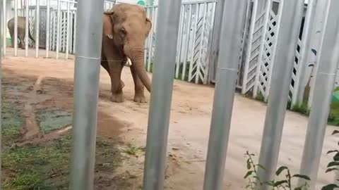 Elephants like to walk by themselves