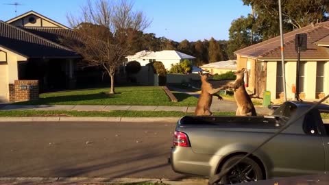 Kangaroos Fighting in Australian Street