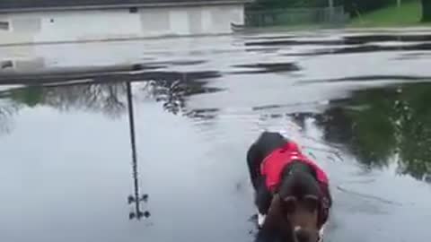 cachorro orelhudo andando na rua molhada