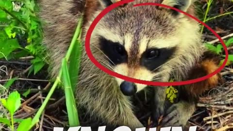 Facts about the Raccoons