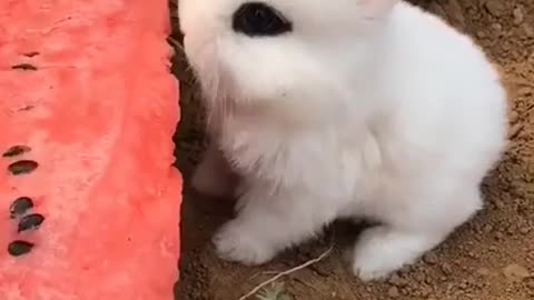 Adorable Little Rabbit
