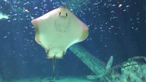 Aquarium Manta Ray Underwater Fish Swimming Water