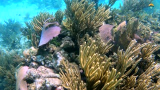 Great Barrier Reef Australia