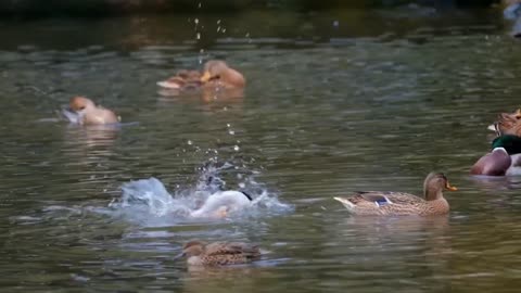 Ducks flipping in the water