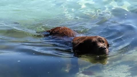 A swiming dog