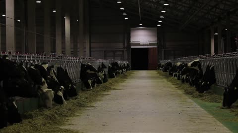 Cows on a farm. Dairy herd. Dairy production