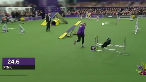 P!nk the border collie wins back-to-back titles at the 2019 WKC Masters Agility | FOX SPORTS