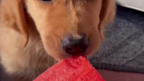 Sweet Puppy Tries Watermelon!!!!!