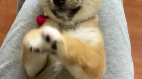 Cute little funny dog