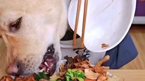 Labrador retriever eating food for health