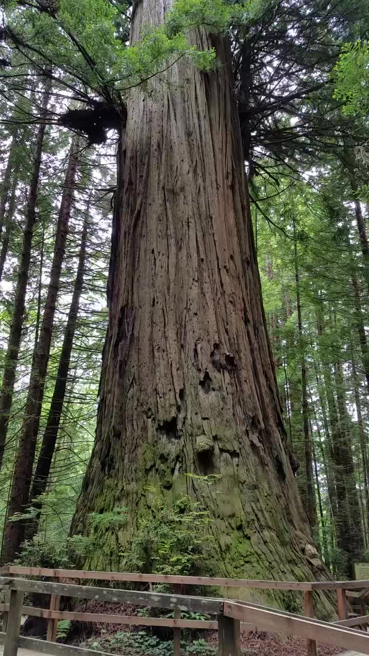 The Brotherhood Tree, Massive Redwood Tree