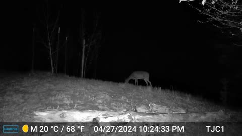 Deer / Thunderstorm