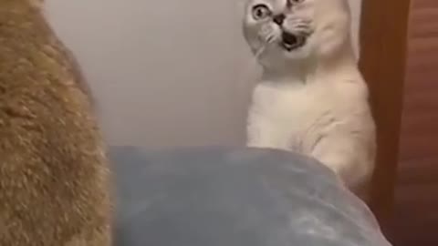 FUNNY CATS 🤣😂😂🤣