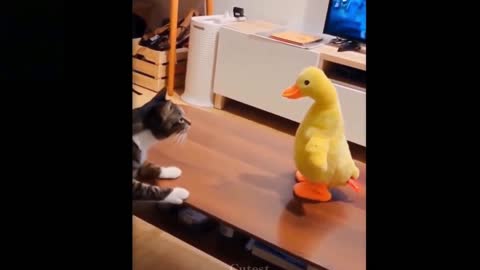 funny cat scare of a duck doll